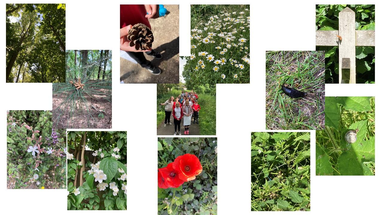 Our wonderful walk at Daneshill Nature Reserve