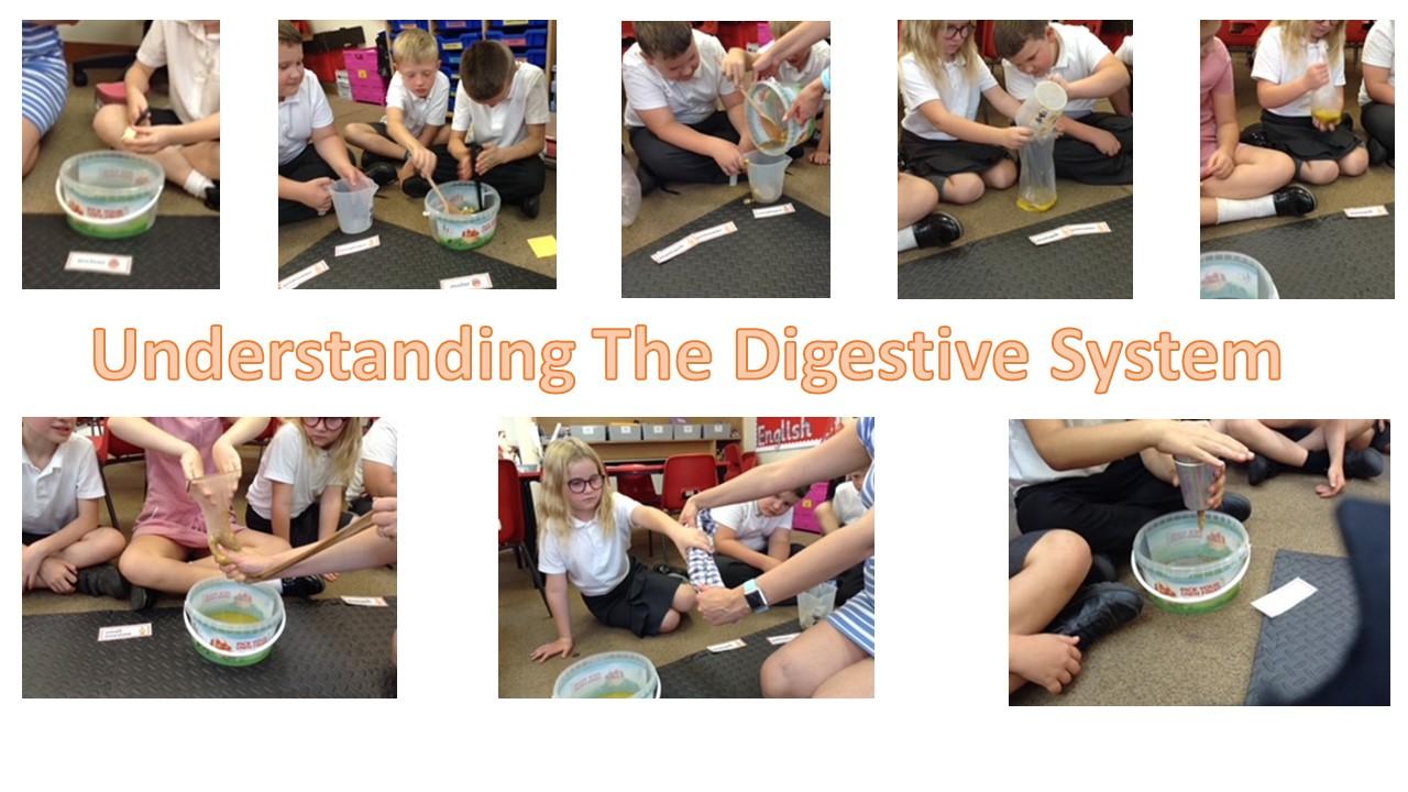 Class 3 learnt about which body parts to do which job!